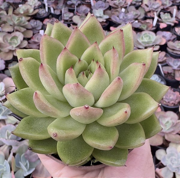 E. WATER LILY POTE 9