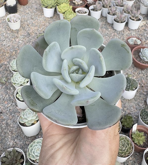 E. SETOSA OTEROI X LAUII POTE 9