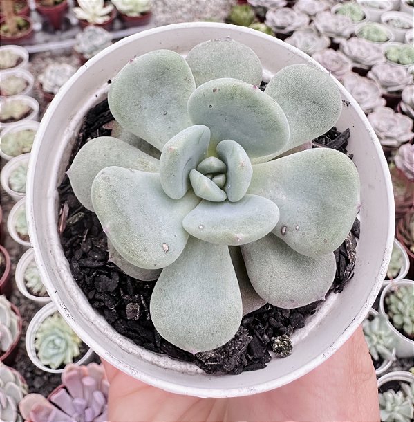 E. SETOSA OTEROI X LAUII POTE 9