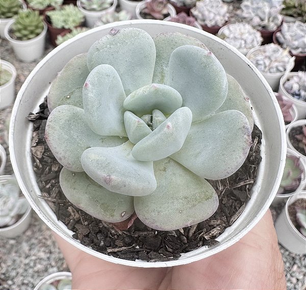 E. SETOSA OTEROI X LAUII POTE 9