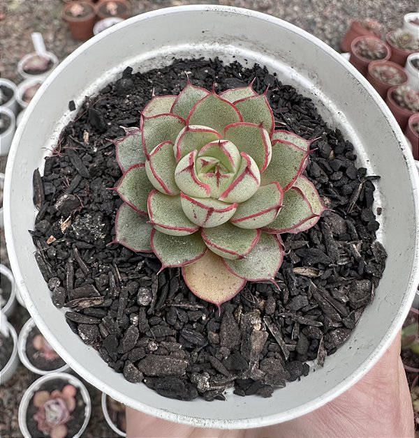 E. AGITA ROSE  POTE 9