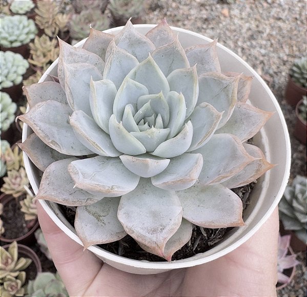 E. ZONNESTRAAL POTE 9