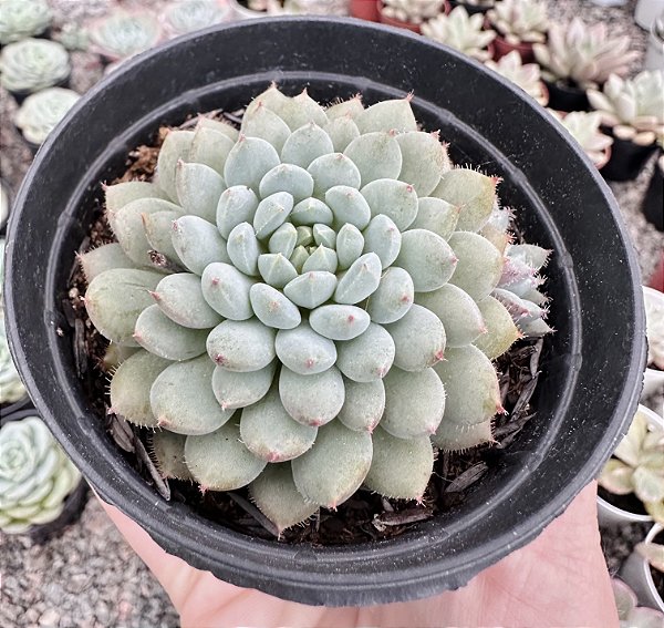 E. RUNDELLI  POTE 9