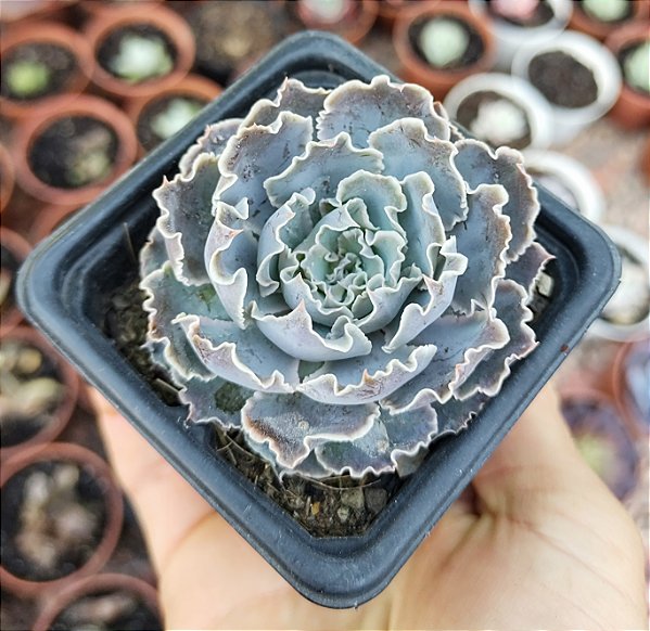E. SHAVIANA POTE 7