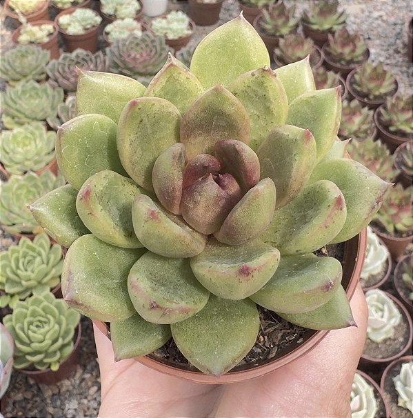 E. EBONY GREEN POTE 9