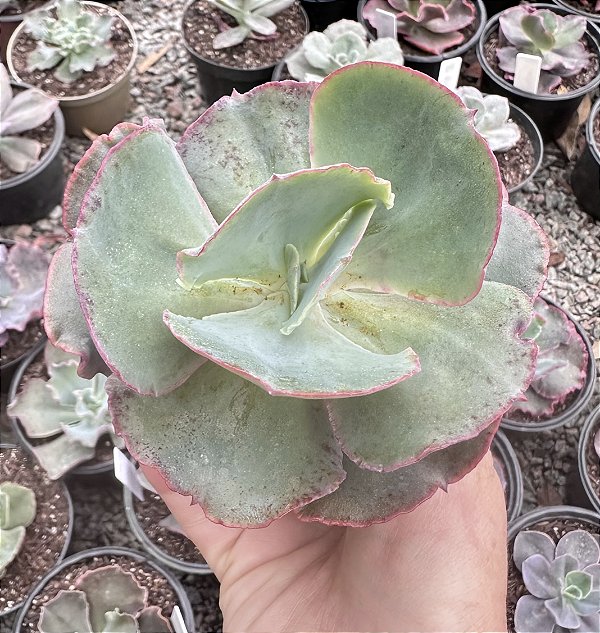 E. GIBB. WARY PEARL POTE 11