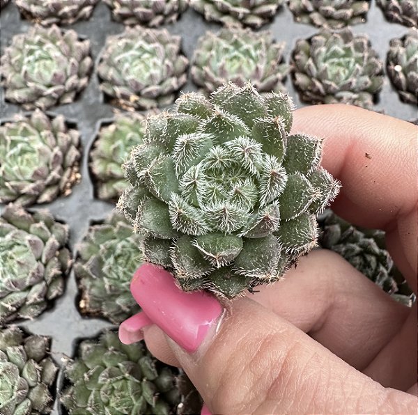 E. SCORPIO PLUG