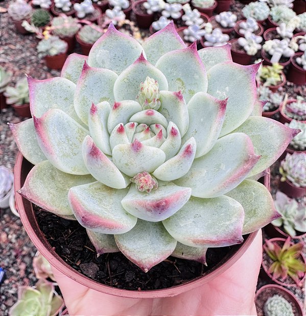 E. BEATRICE POTE 9