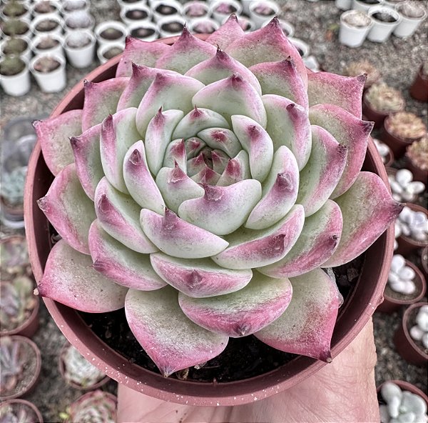 E. BEATRICE POTE 9