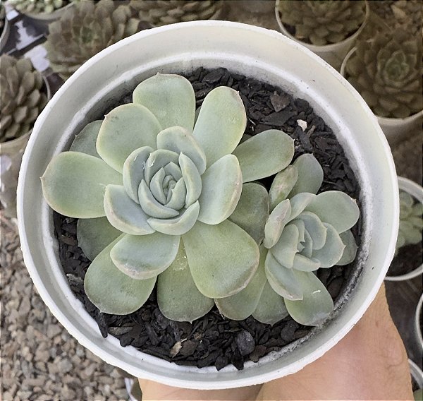 E. PREMERA POTE 9