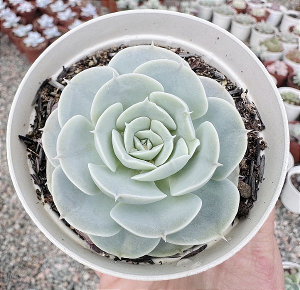 E. RUTHA POTE 9