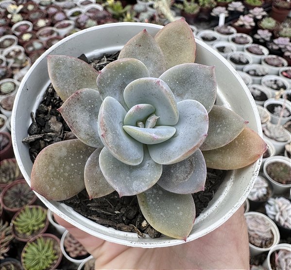 E. NIVEA POTE 9