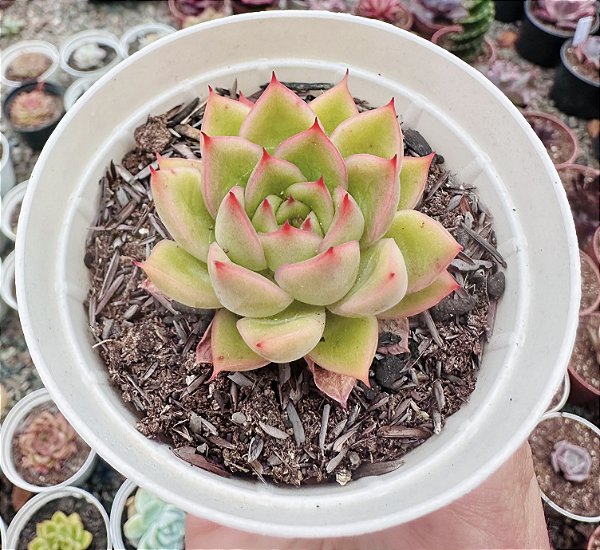 E. ROMEO X LILACINA POTE 9