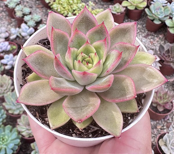 E. ROMEO X LILACINA POTE 9