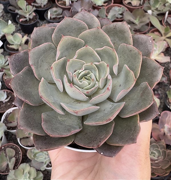 E. PURPLE CHARLOTTE POTE 9