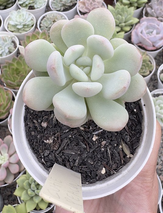 E. CUTE PEACH POTE 9