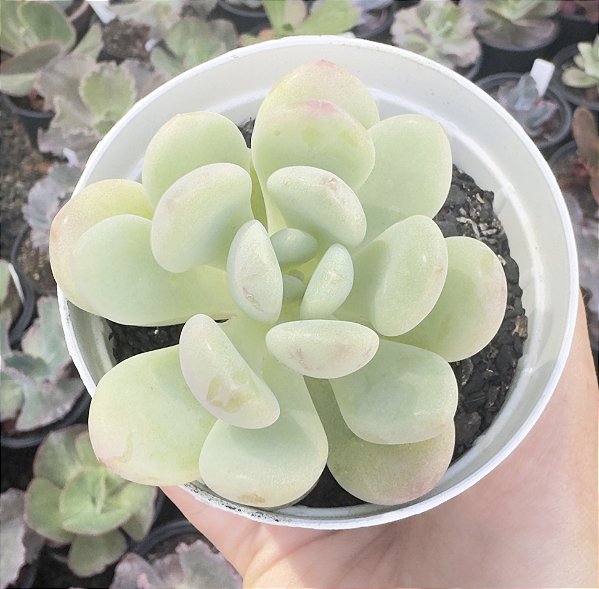 E. CUTE PEACH POTE 9