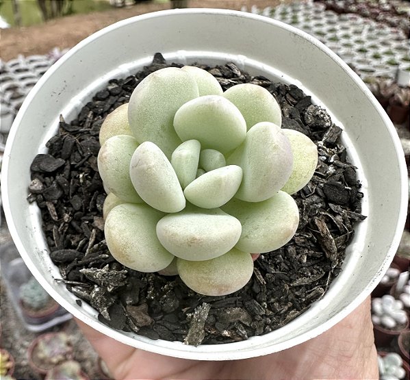 E. CUTE PEACH  POTE 9