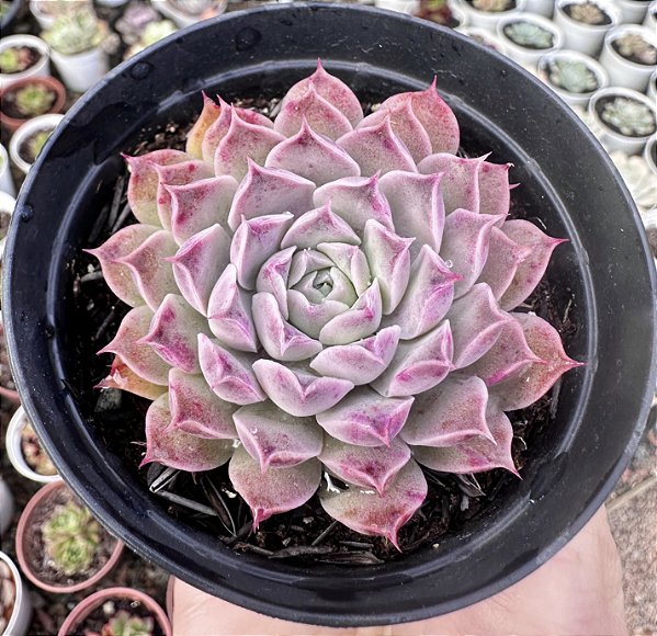 E. HALBINGERI POTE 9