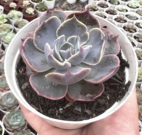 E. COLORSHIFT POTE 9