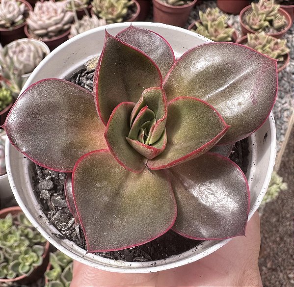 E. GREEN SMILE POTE 9