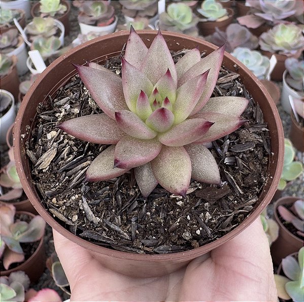 E. AGAV. CELESTIA POTE 9