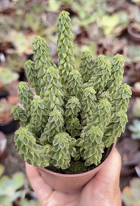 PEPEROMIA COLLUMELA POTE 9