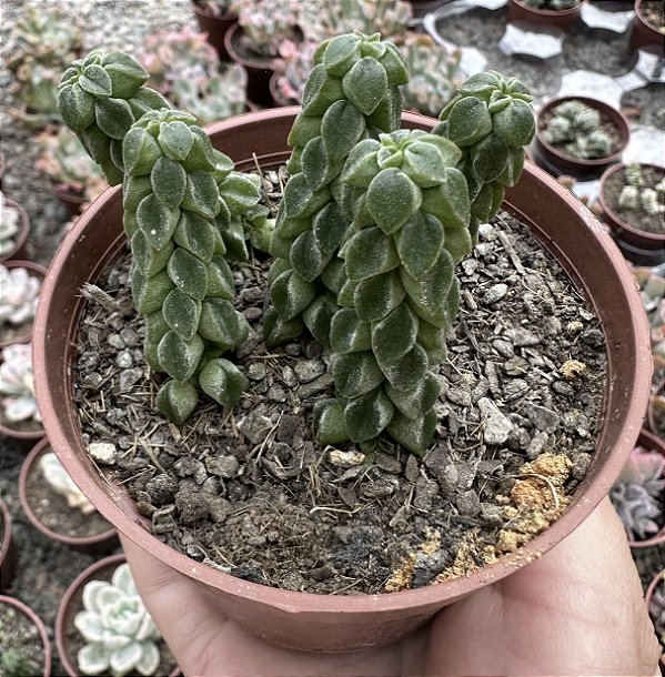 PEPEROMIA COLLUMELA POTE 9