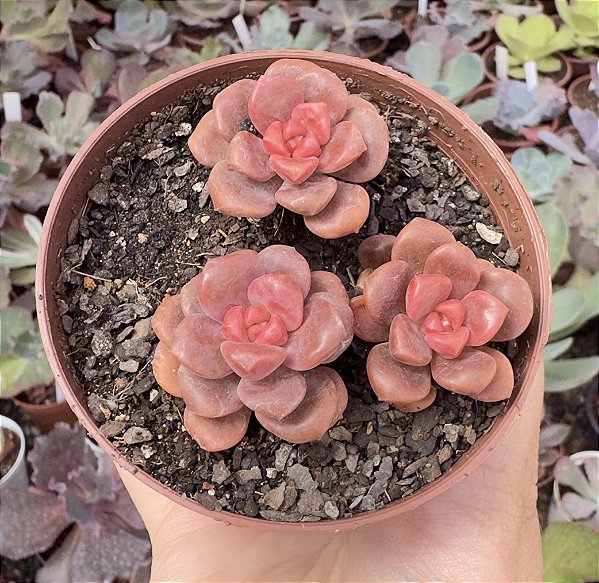 XGRAP. ADRIA BUBBALOO POTE 9