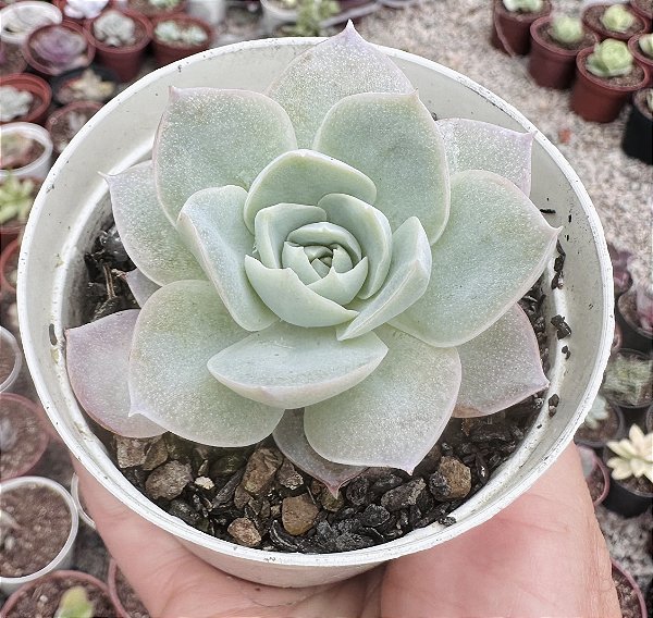 SED. BLUE LOTUS POTE 9