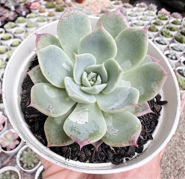 E. PINK BUBBLE POTE 9