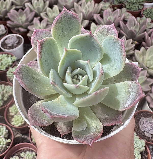 E. PINK BUBBLE POTE 9