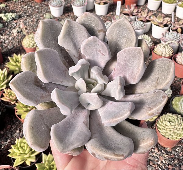 G. CUPID POTE 9