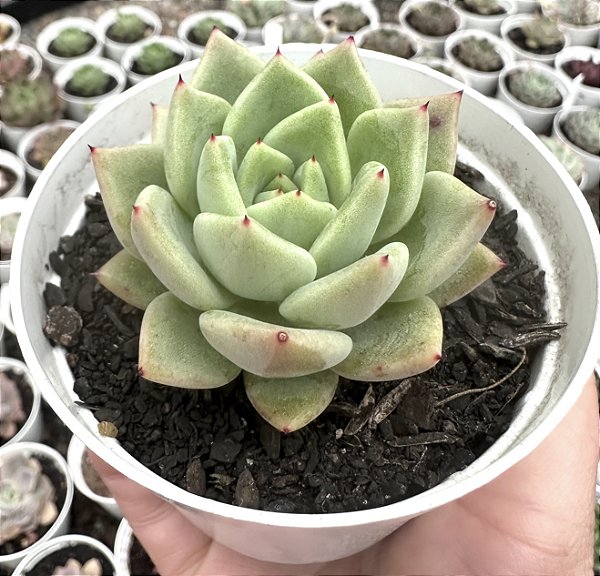 E. AGAV. JULIETA POTE 9
