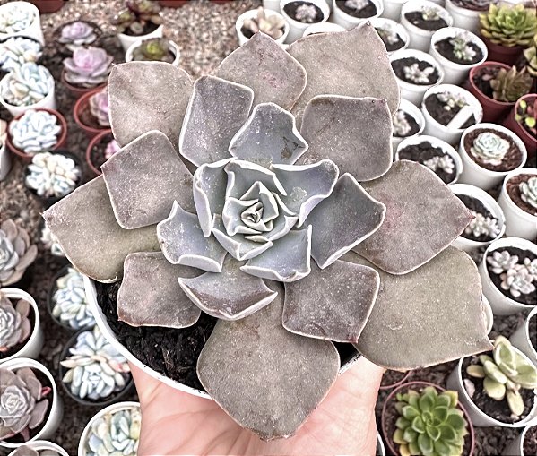 E. SHADOLFI POTE 9