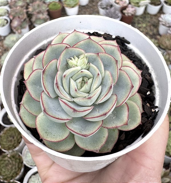 E. CRYSTAL WHITE POTE 9