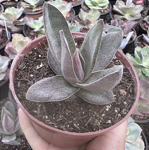 C. GARNET LÓTUS POTE 9 sem raiz