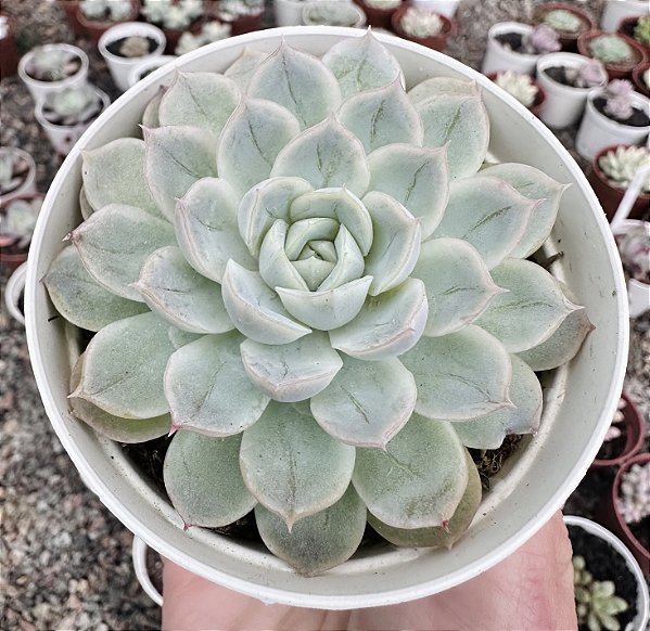 E. MEXICAN SNOWBALL POTE 9