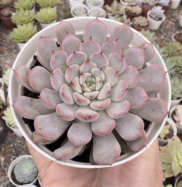 E. GIULIA POTE 9