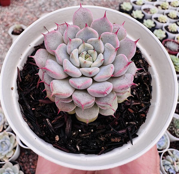 E. GIULIA POTE 9