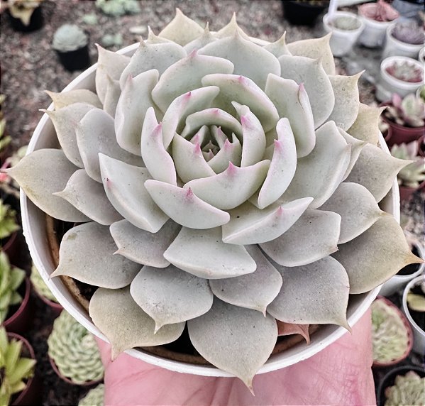 E. LOLA X SIMULANS POTE 9