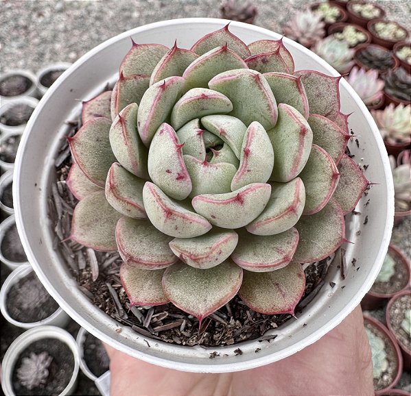 E. WING SHAWI POTE 9