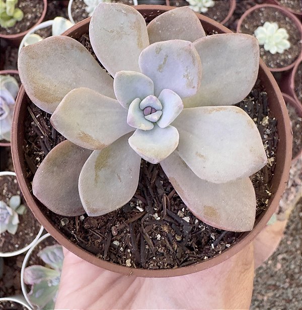 G. MRS RICHARDS POTE 9