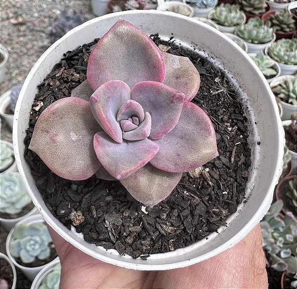 G. MRS RICHARDS POTE 9