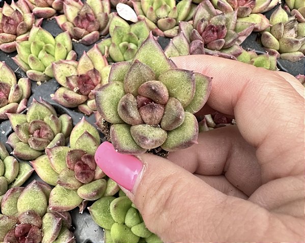 E. EBONY GREEN PLUG