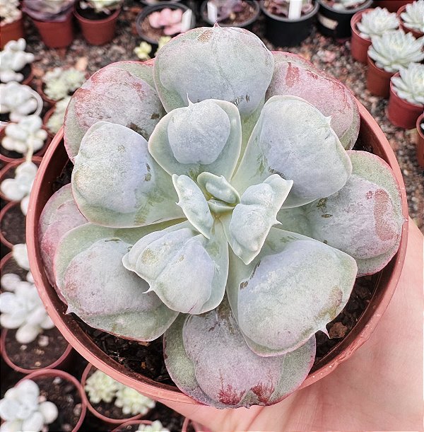 E. HEARTS DELIGHT POTE 9