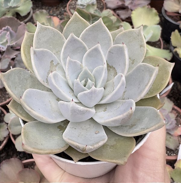 E. GLORIOUS POTE 9