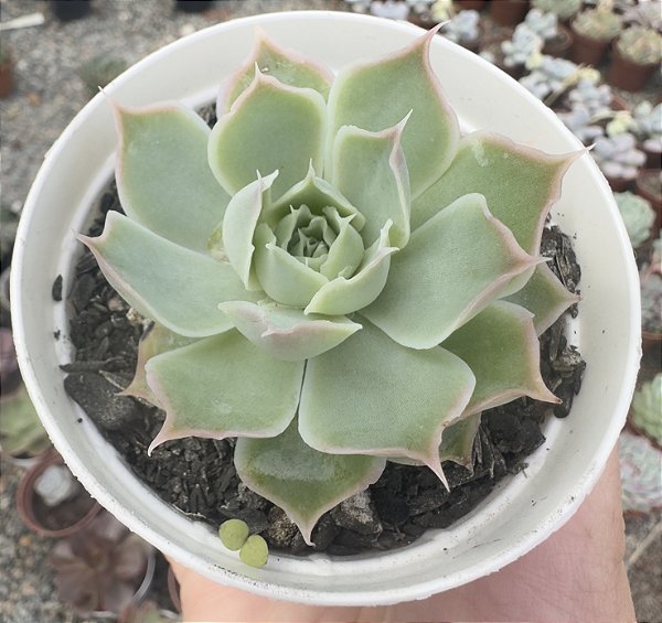 E. SIMULANS LAGUNA SANCHEZ POTE 9