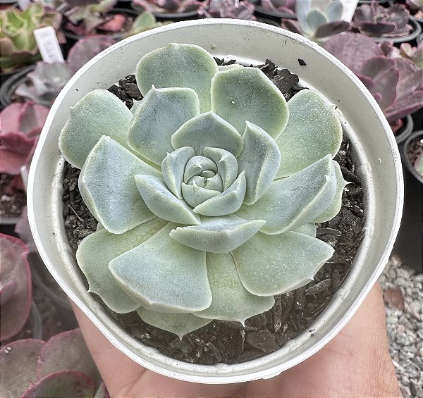 E. HYALINA ICE POTE 9