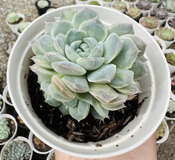 E. HYALINA ICE POTE 9